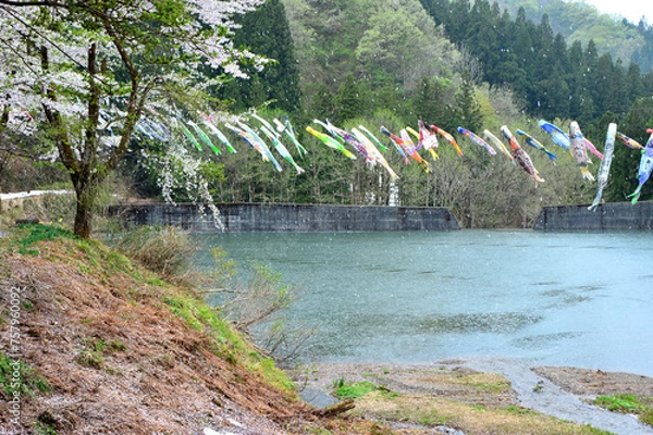 Fototapeta 大崎ダム湖にたなびく鯉のぼり