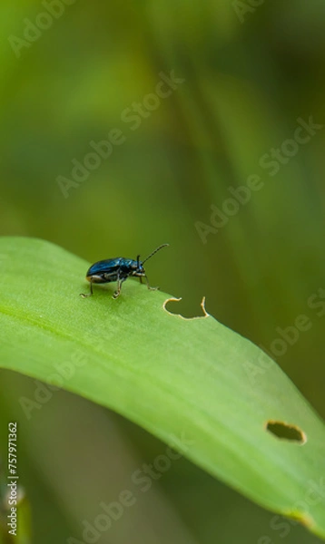 Obraz Blue Milkweed Beetle Parheminodes pulcher standing on a stem.