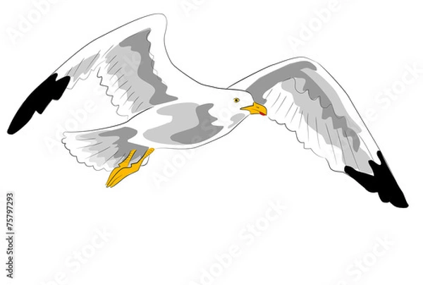 Obraz fliegende möwe