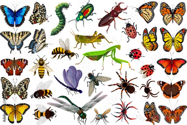 Fototapeta Colored vector set of insects.Crawling and flying insects on a transparent background in a vector set.