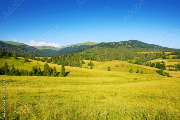 Fototapeta countryside scenery with meadow in mountains of ukraine. wide rolling rural landscape with fields and forested hills on a summer morning. beauty of green carpathian nature in july
