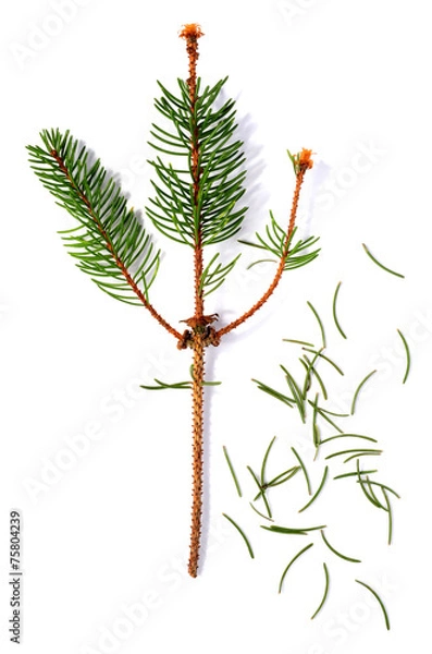 Obraz vertrockneter Tannenzweig