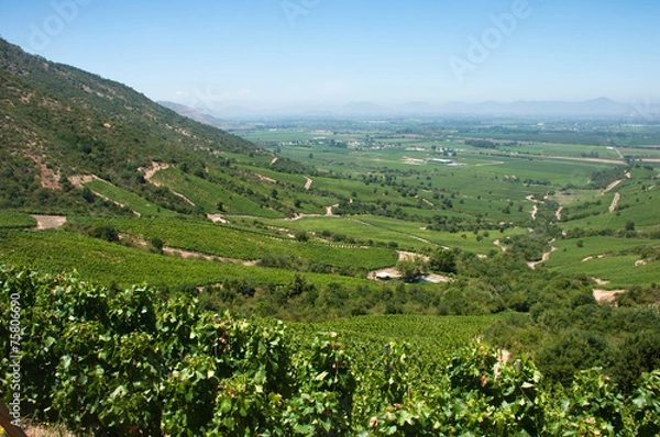 Obraz vigneto della valle d'apalta