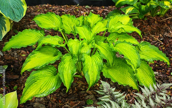 Fototapeta Hosta (funkia) bylina o ozdobnych liściach, odmiana Emerald Ruff Cut