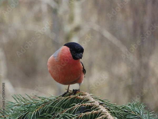Fototapeta A bullfinch on a blue spruce branch.J