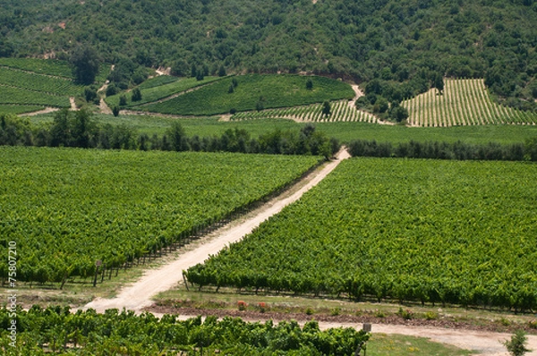 Obraz vigneto della valle d'apalta