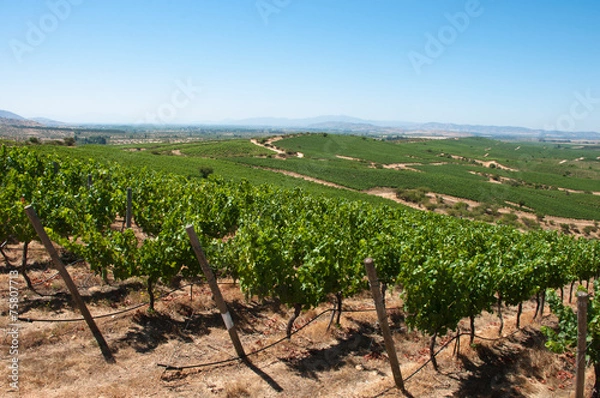 Obraz vigneto della valle d'apalta