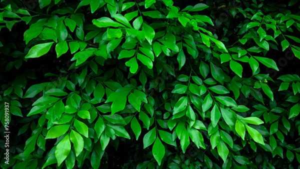 Obraz leaves green leaf texture dark green background