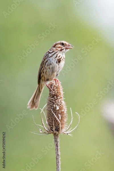 Fototapeta Song Sparrow