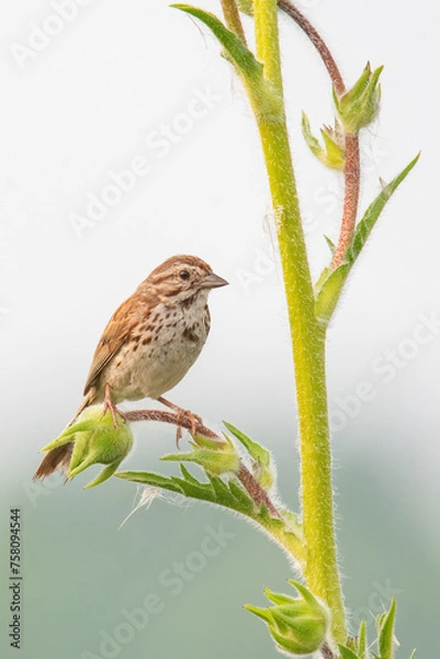Fototapeta Song Sparrow