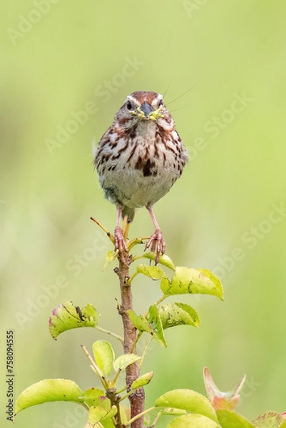 Fototapeta Song Sparrow