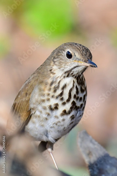 Fototapeta Wood Thrush