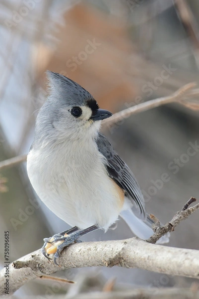 Fototapeta Tufted Titmouse