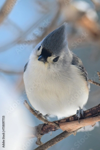 Fototapeta Tufted Titmouse