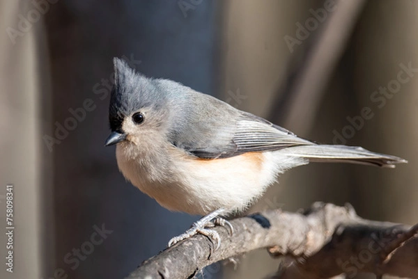 Fototapeta Tufted Titmouse