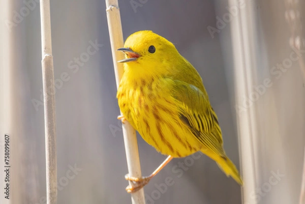 Fototapeta Yellow Warbler