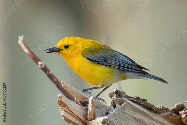 Fototapeta Prothonotary Warbler
