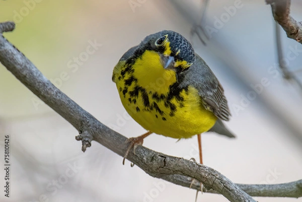Fototapeta Canada Warbler