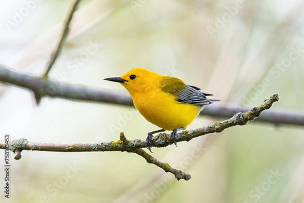 Fototapeta Prothonotary Warbler
