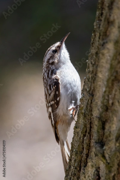 Fototapeta Brown Creeper