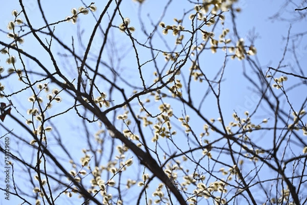 Fototapeta 버드나무