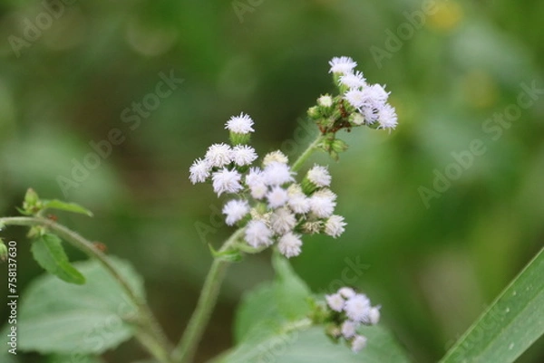 Obraz "Flourishing Fragrance: A Visual Ode to Botanical Marvels"