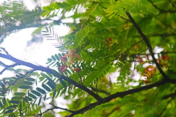 Obraz "Botanical Ballet: Nature's Grace in Bloom"