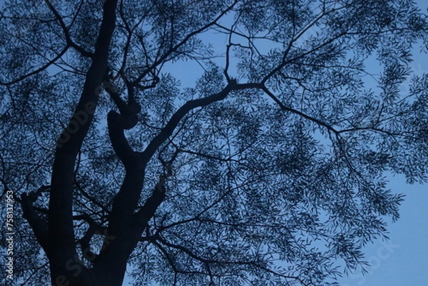 Obraz "Botanical Ballet: Nature's Grace in Bloom"