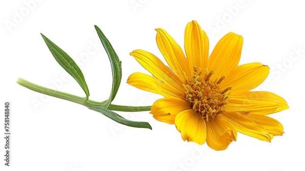 Fototapeta Arnica flower on a transparent background