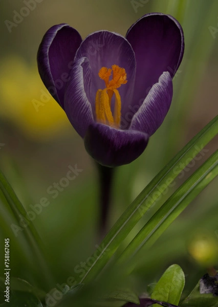 Obraz Purple crocus flower 