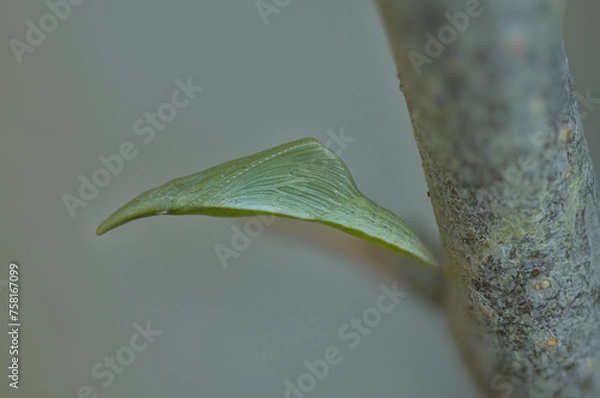 Obraz Orange tip butterfly chrysalis