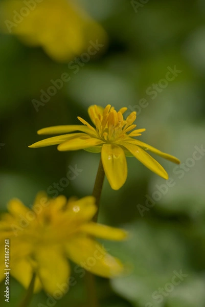 Obraz Lesser celandine flower