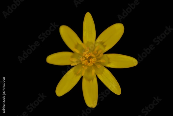 Obraz Lesser celandine flower