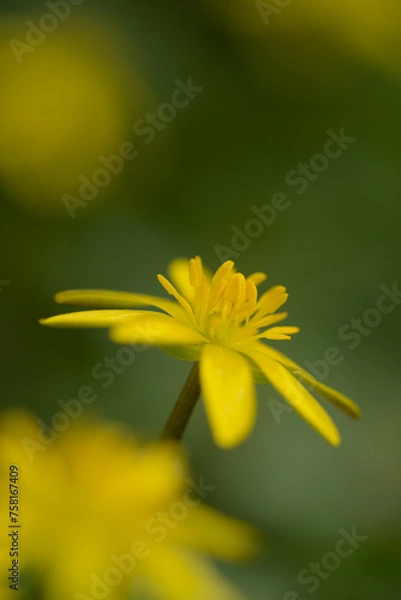 Obraz Lesser celandine flower