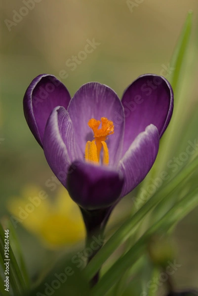 Obraz Purple crocus close up