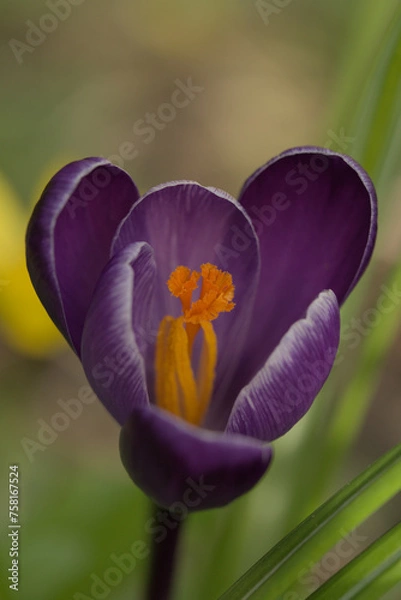 Obraz Purple crocus close up