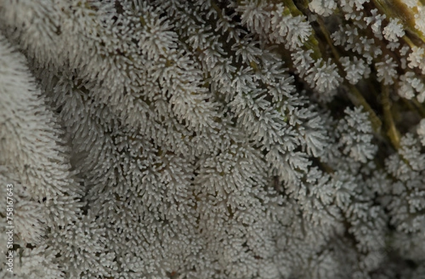 Obraz White slime mould