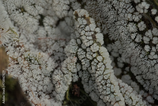 Obraz White slime mould