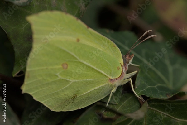 Obraz Brimstone butterfly