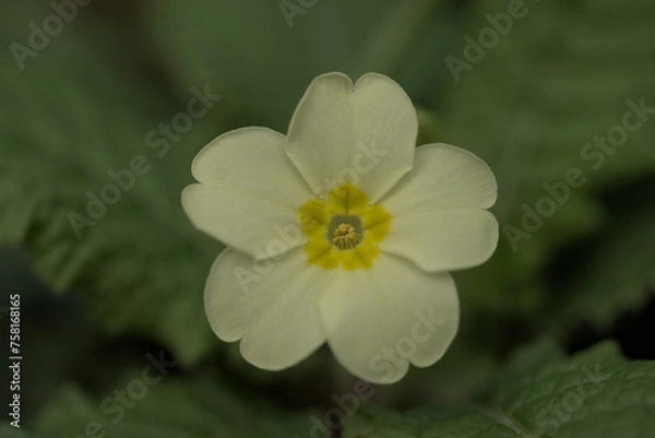 Obraz Male thrumb eye common primrose