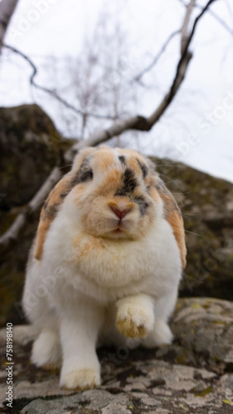 Obraz Cute Bunny