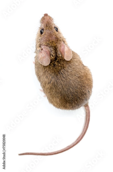 Obraz House mouse (Mus musculus)