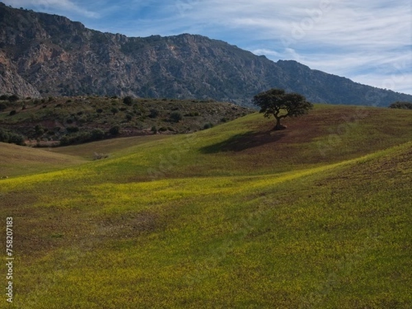 Obraz Árbol Solitario
