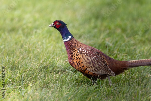 Obraz pheasant in the grass