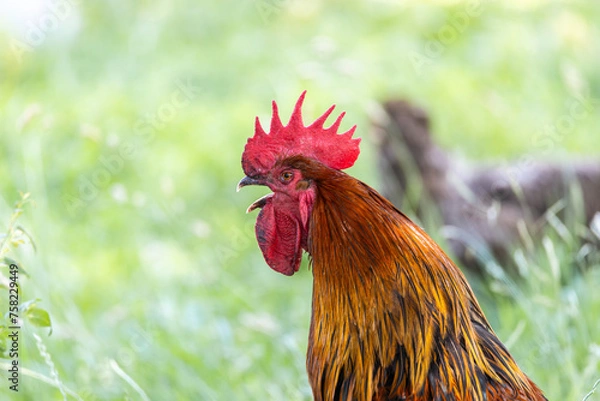 Obraz rooster on the farm