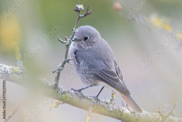 Obraz Black Redstart