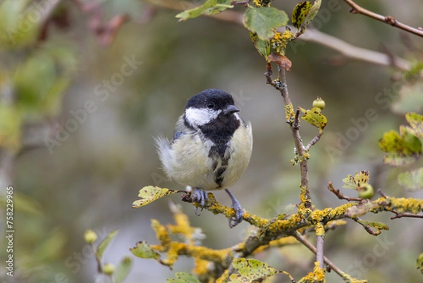 Obraz great tit on a branch