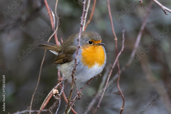 Obraz robin on a branch
