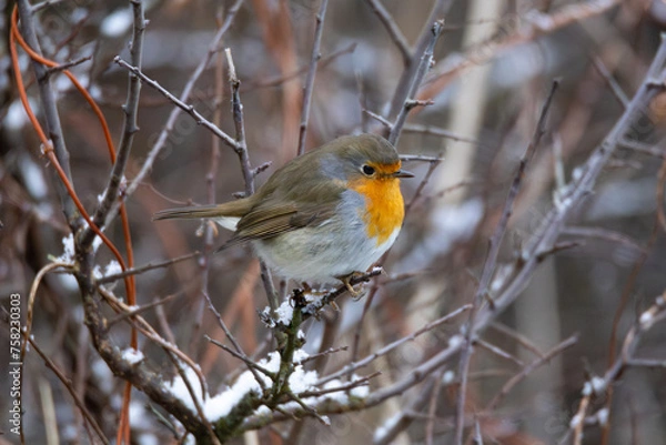 Obraz robin in snow