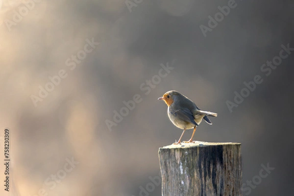 Obraz robin on a branch